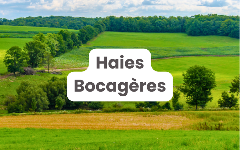 Solution Haies Bocagères | Pépinières LAFORET