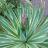 Yucca gloriosa variegata - Pépinière La Forêt