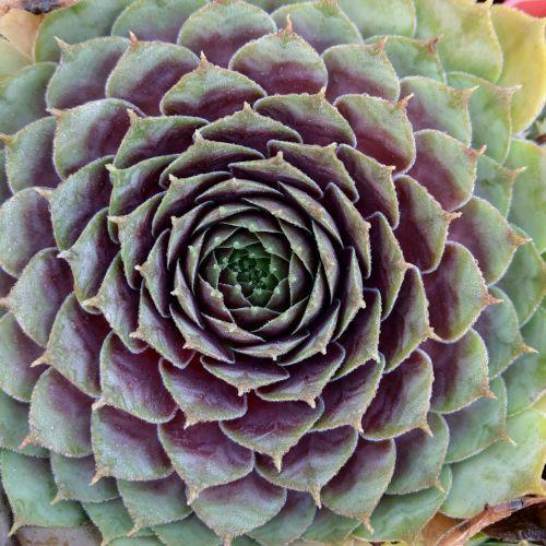 SEMPERVIVUM BigSam ® Purple Quartz - Pépinière La Forêt